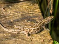 Zauneidechse Weibchen